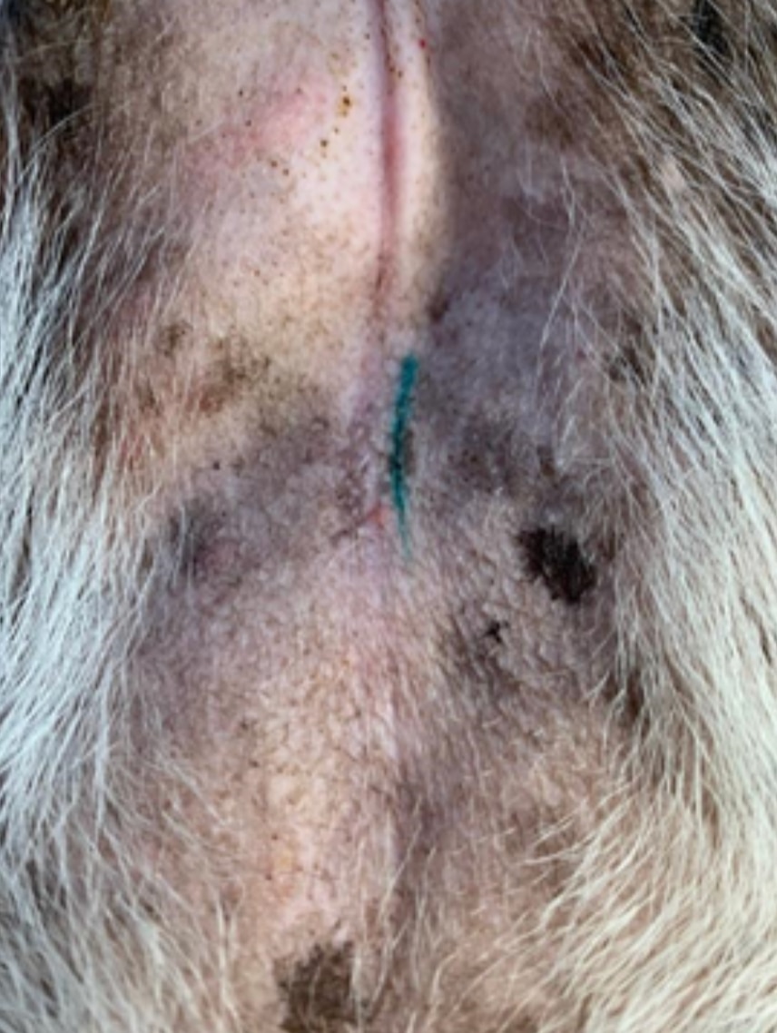 A tattoo on a dog to indicate that she's spayed. Dog spay tattoos may vary in color, size, and placement.